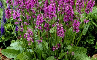 Stachys officinalis ‘Ukkie’ K11x11