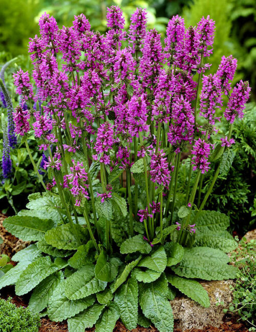 Stachys officinalis ‘Ukkie’ K11x11 - Obrázek 1