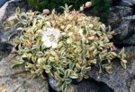 Silene uniflora ‘Druett´s Variegated’ K9x9