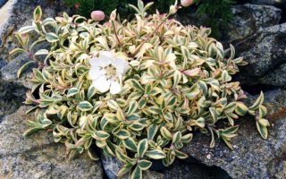 Silene uniflora ‘Druett´s Variegated’ K9x9