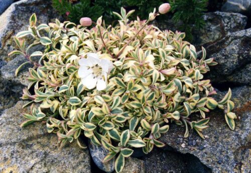 Silene uniflora ‘Druett´s Variegated’ K9x9 - Obrázek 1