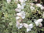 Silene uniflora ‘Druett´s Variegated’ K9x9 - Obrázek 2