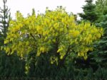 Laburnum anag. Sunspire 120KM
