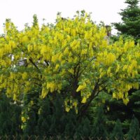 Laburnum anag. Sunspire 120KM