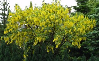 Laburnum anag. Sunspire 120KM