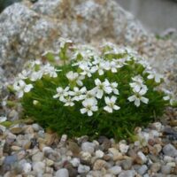 Silene acaulis ‘Alba’ K9x9