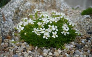 Silene acaulis ‘Alba’ K9x9