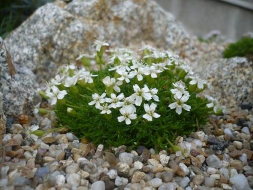 Silene acaulis ‘Alba’ K9x9 - Obrázek 1