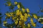 Laburnum anag. Sunspire 120KM - Obrázek 2