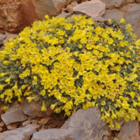 Vitaliana primuliflora subsp. assoana K9x9