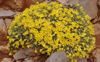 Vitaliana primuliflora subsp. assoana K9x9