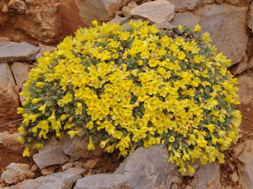Vitaliana primuliflora subsp. assoana K9x9 - Obrázek 1