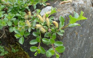 Salix x simulatrix K9x9