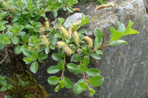 Salix x simulatrix K9x9 - Obrázek 1