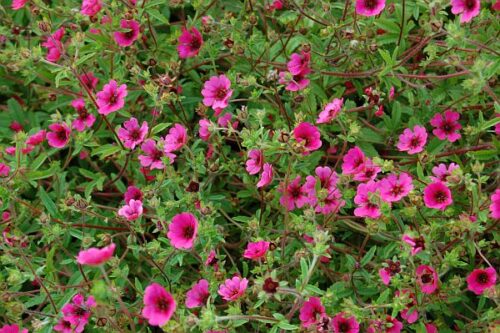 Potentilla nepalensis ‘Ron McBeath’ K9x9 - Image 2