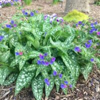 Pulmonaria ‘Trevi Fountain’ K11x11