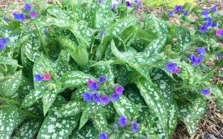 Pulmonaria ‘Trevi Fountain’ K11x11