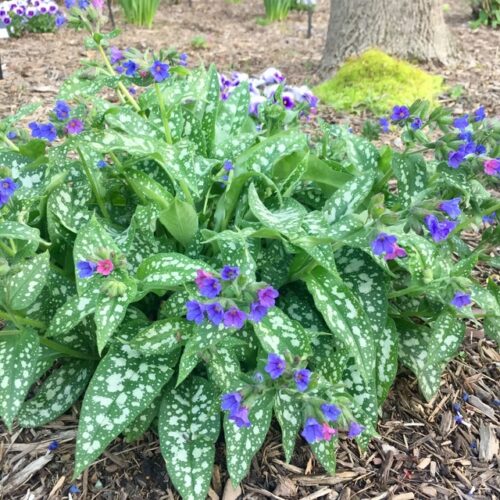 Pulmonaria ‘Trevi Fountain’ K11x11 - Obrázek 1