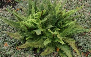 Polystichum setiferum ‘Plumosum Densum’ K11x11