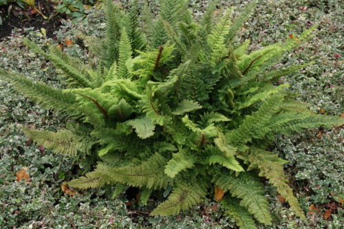 Polystichum setiferum ‘Plumosum Densum’ K11x11 - Image 1