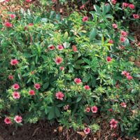 Potentilla nepalensis ‘Ron McBeath’ K9x9