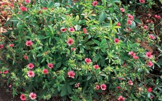 Potentilla nepalensis ‘Ron McBeath’ K9x9