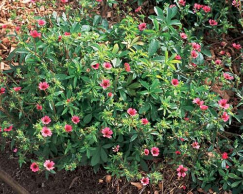 Potentilla nepalensis ‘Ron McBeath’ K9x9 - Image 1