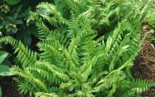 Polystichum acrostichoides K11x11
