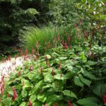 Persicaria amplexicaulis ‘Dark Red’ K11x11
