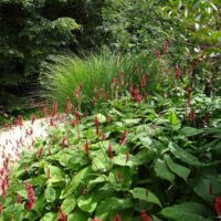 Persicaria amplexicaulis ‘Dark Red’ K11x11