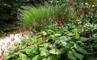 Persicaria amplexicaulis ‘Dark Red’ K11x11
