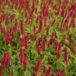 Persicaria amplexicaulis ‘Dark Red’ K11x11 - Obrázek 2