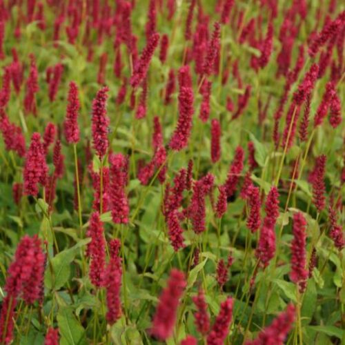 Persicaria amplexicaulis ‘Dark Red’ K11x11 - Obrázek 2