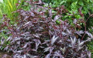 Persicaria microcephala ‘Red Dragon’ K11x11