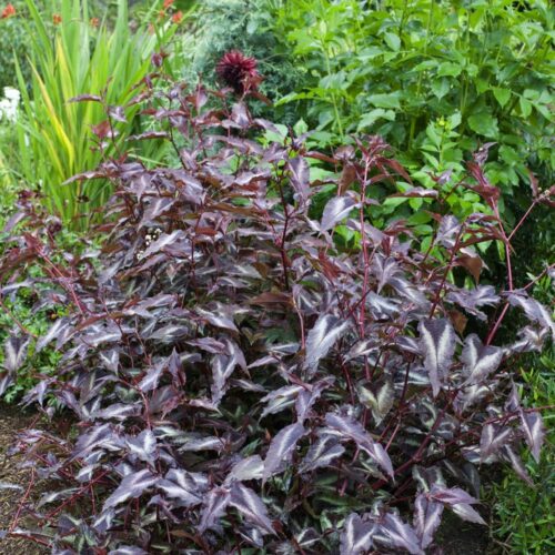 Persicaria microcephala ‘Red Dragon’ K11x11 - Image 1