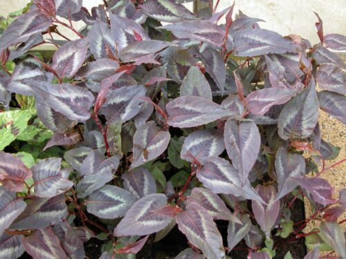 Persicaria microcephala ‘Red Dragon’ K11x11 - Image 2