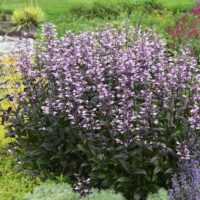 Penstemon ‘Dark Towers’ K11x11