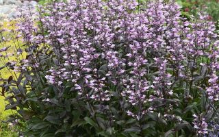 Penstemon ‘Dark Towers’ K11x11