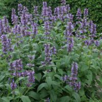 Nepeta kubanica K11x11