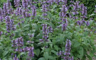 Nepeta kubanica K11x11