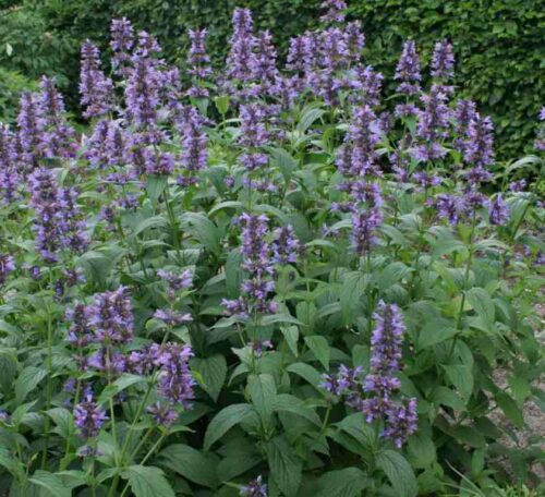 Nepeta kubanica K11x11 - Obrázek 1