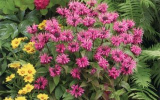 Monarda ‘Pink Lace’ K11x11