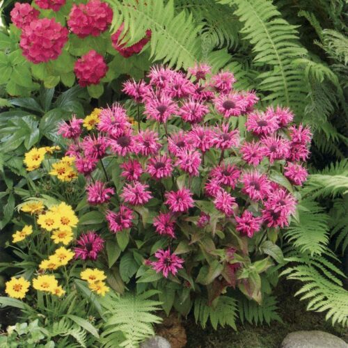 Monarda ‘Pink Lace’ K11x11 - Obrázek 1
