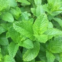 Mentha spicata ‘Hemingway mojito mint’ K11x11