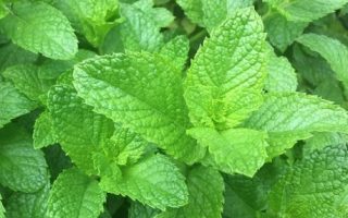 Mentha spicata ‘Hemingway mojito mint’ K11x11