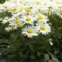 Leucanthemum maximum 'Broadway Lights'