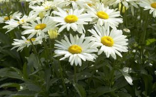 Leucanthemum maximum 'Broadway Lights'