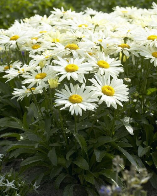 Leucanthemum maximum 'Broadway Lights' - Obrázek 1