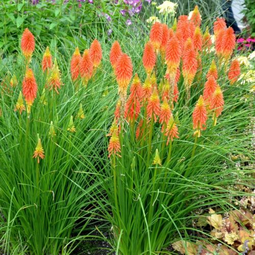 Kniphofia ‘Papaya Popsicle’ K11x11 - Obrázek 1