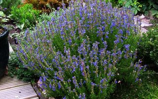 Hyssopus officinalis ssp. aristatus K9x9